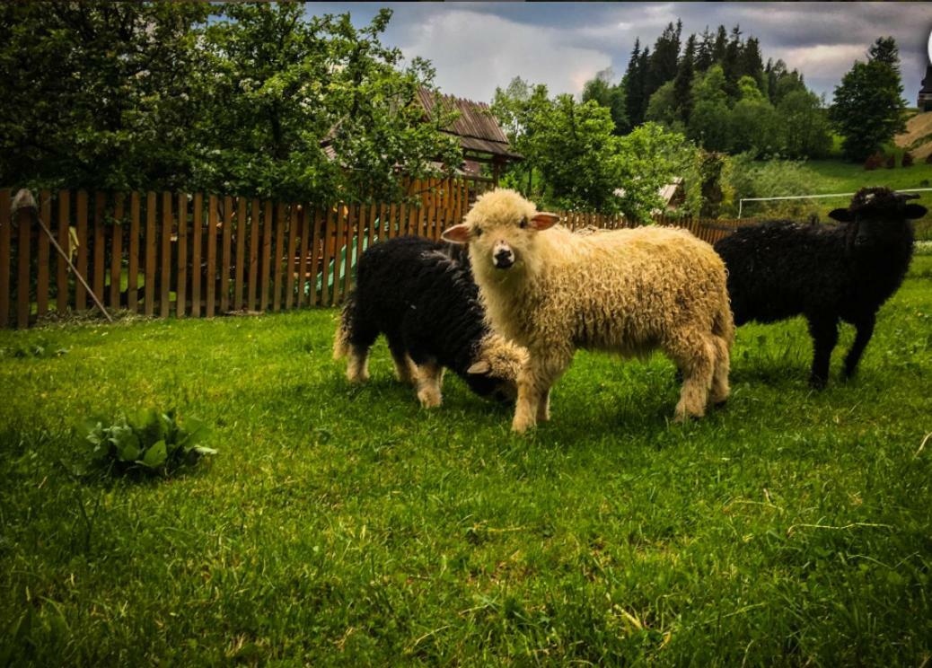 Agrotatry U Stachy Villa บุโควินา ทัตซานสกา ภายนอก รูปภาพ